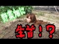 野菜畑に生首が…【YouTuber × アイシティ】