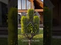 Transform Tree Into a Living Birdhouse Mansion in Your Garden 🌳