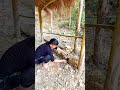 🏡Primitive Skills: Building a Kitchen Wall with Stone & Mud | Off Grid Forest Life #creativesurvival