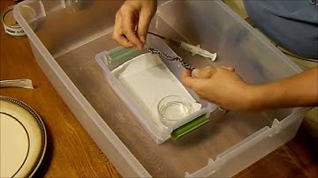 Tube Feeding Hatchling Carpet Python.