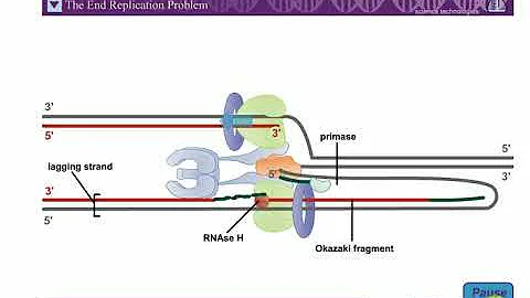 Action of TELOMERASE.............