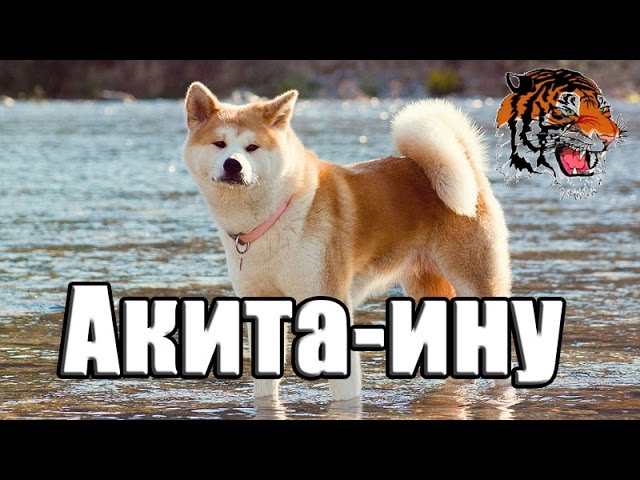 Акита-ину — порода собак, выведенная в провинции Акита на японском острове Хонсю.Всё о породе