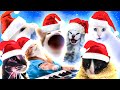 Last Christmas Cat Version (Christmas Song)