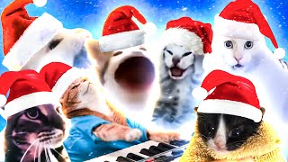 Last Christmas Cat Version (Christmas Song)