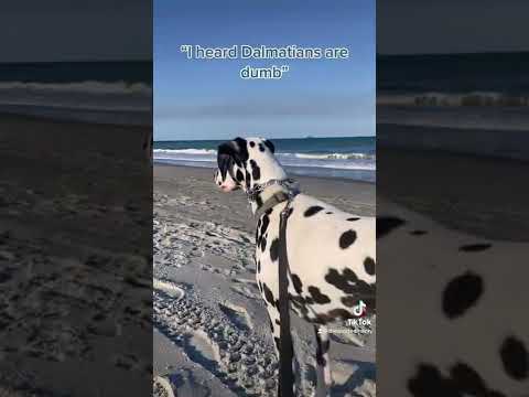 वीडियो: Dalmatian