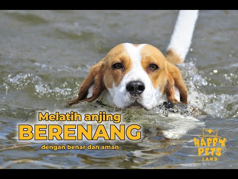 Video: Petua untuk Latihan Anjing Penyelamat