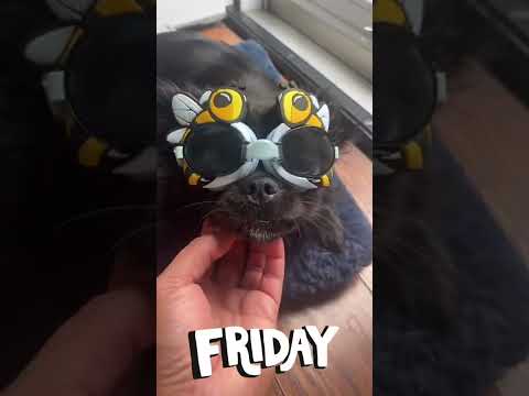 The day in life with my heart Chihuahua￼ ,Versace ￼
