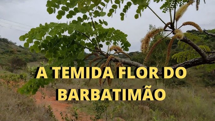 Veja o bizarro caso da barata fumando bituca de cigarro - CenárioMT