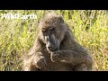 Sights and Sounds of Africam - 14 June 2024