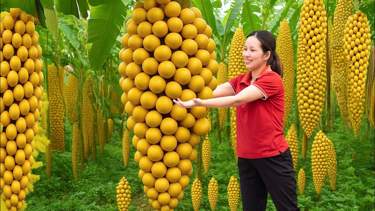 Wow! Harvesting Asian Langsat Fruit for Market – Golden Tropical Superfruit for Human Health!