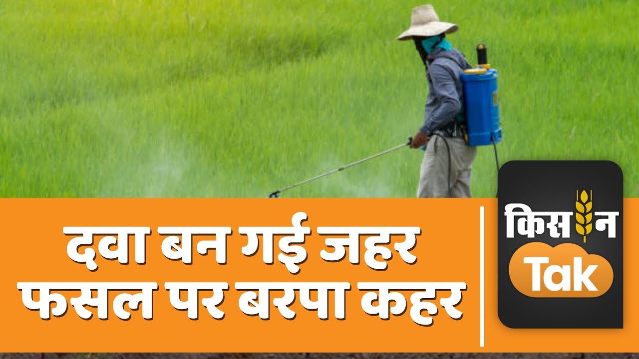 Paddy Crop Damage paddy-crop-damage