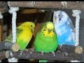 Hot spring songs from pet parakeets, Handsome Budgies 7 Hr bird songs
