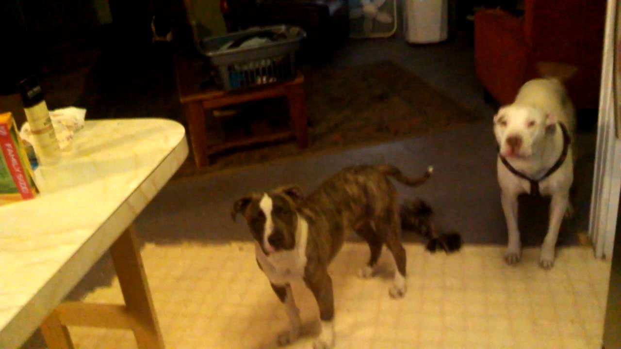 Dog gets sprayed with water YouTube