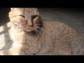 The Purr-fect ASMR video 