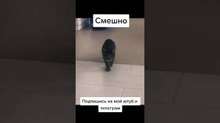 Г*ндон Полосатый🤣🤣🤣 #shorts