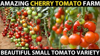 The cherry tomato is a type of small round believed to be an
intermediate genetic admixture between wild currant-type tomatoes and
domesticated garden...