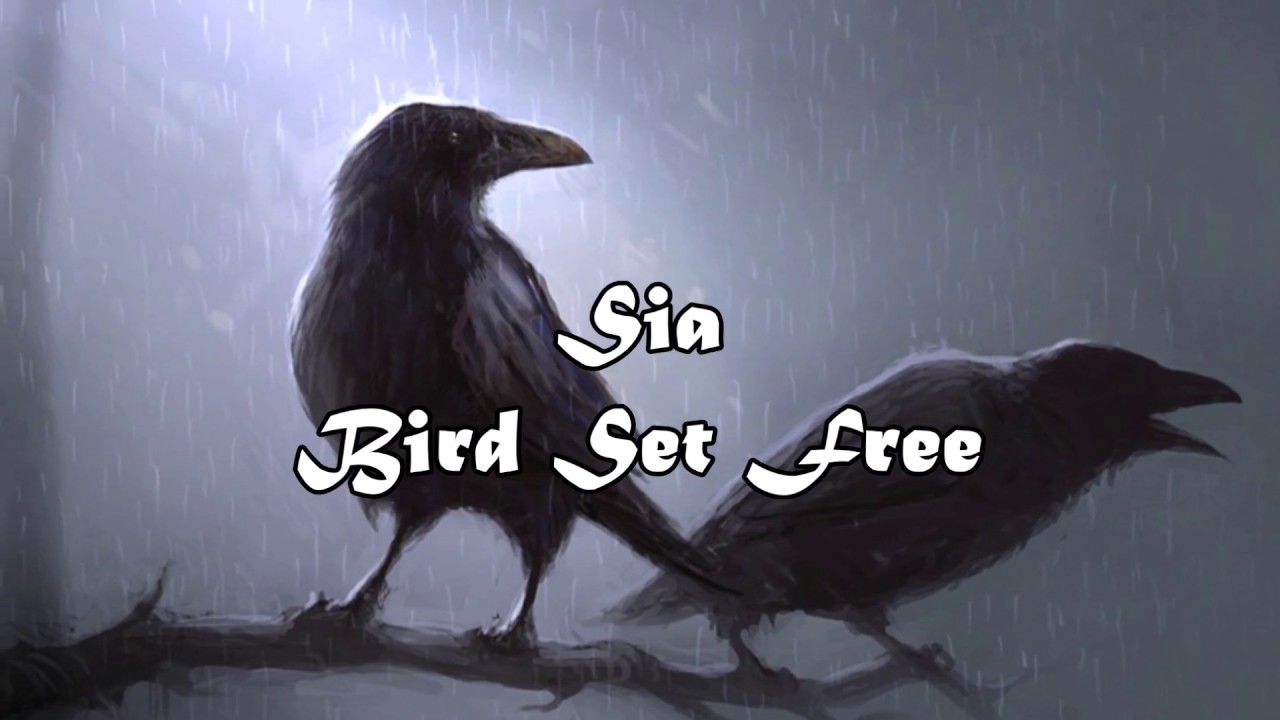 Sia Bird Set Free Tekst