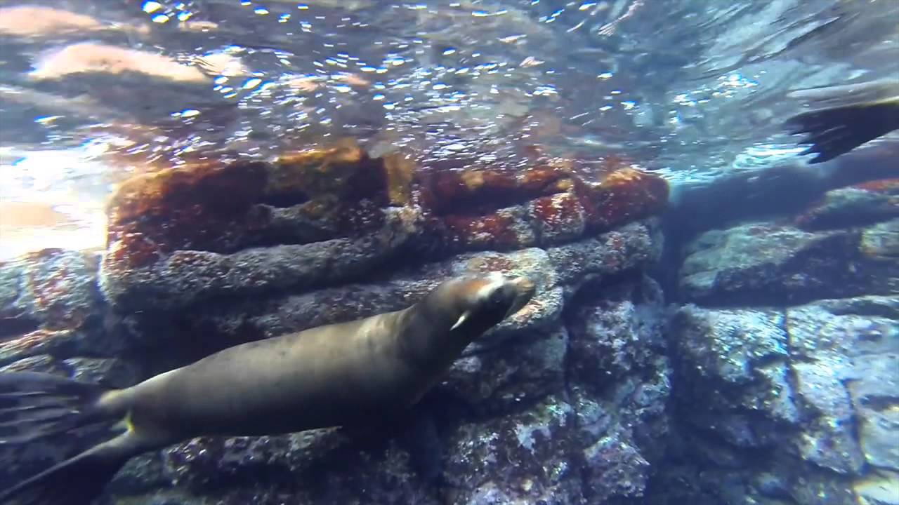 sea lion tour la paz