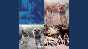 Pulsating Moods for Relaxing Pups