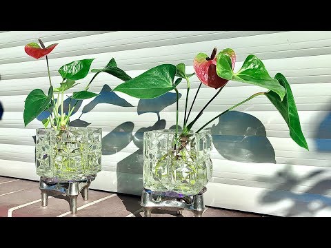 Come coltivare un Anthurium: Guida completa alla cura delle piante di Anthurium