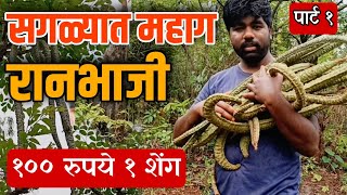 Most Expensive Vegetable Kharshingi Avi Chi Sheng Ranbhaji The Mahavision Vlog