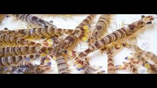 [永久保存版‼️] エビの鮮度を保ったまま冷凍する方法♬永久保存