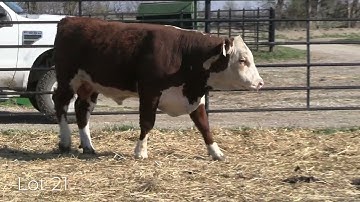 Lot 21 - 2024 Performance Unlimited Bull Sale