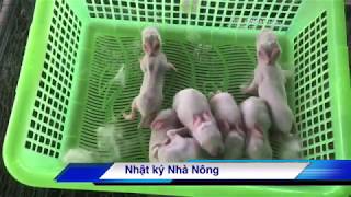 Bầy thỏ con năm ngày tuổi | Cách nuôi thỏ | NKNN