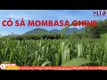 CỎ MOMBASA GHINE(CỎ SẢ LÁ LỚN) - CHỊU HẠN, LƯU GỐC LÂU NĂM, DINH DƯỠNG TỐT