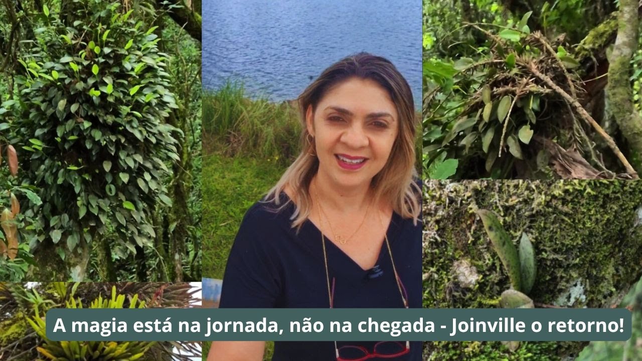 Mata Atlântica Viva: Explorando o Habitat Secreto das Orquídeas na Serra Paranaense