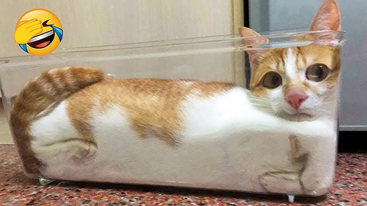 Hilarious Pet Moments – Try Not to Laugh Impossible #62