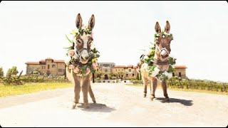 Tour the Vineyard with Donkeys