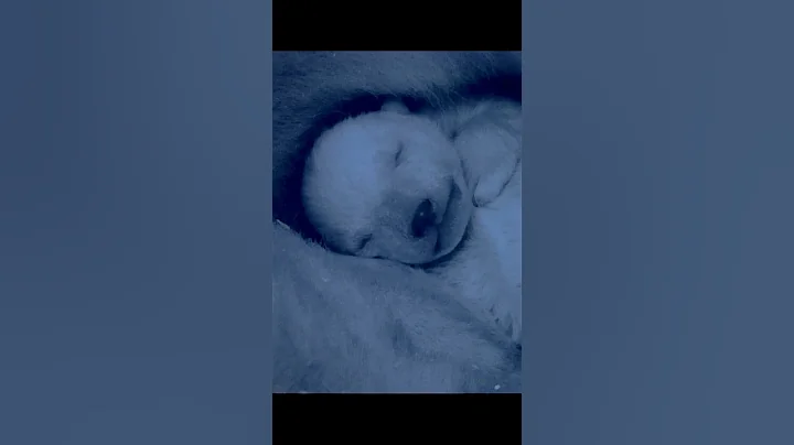 This coldest place is actually a sanctuary for polar bears. #wildlife #animals #shorts