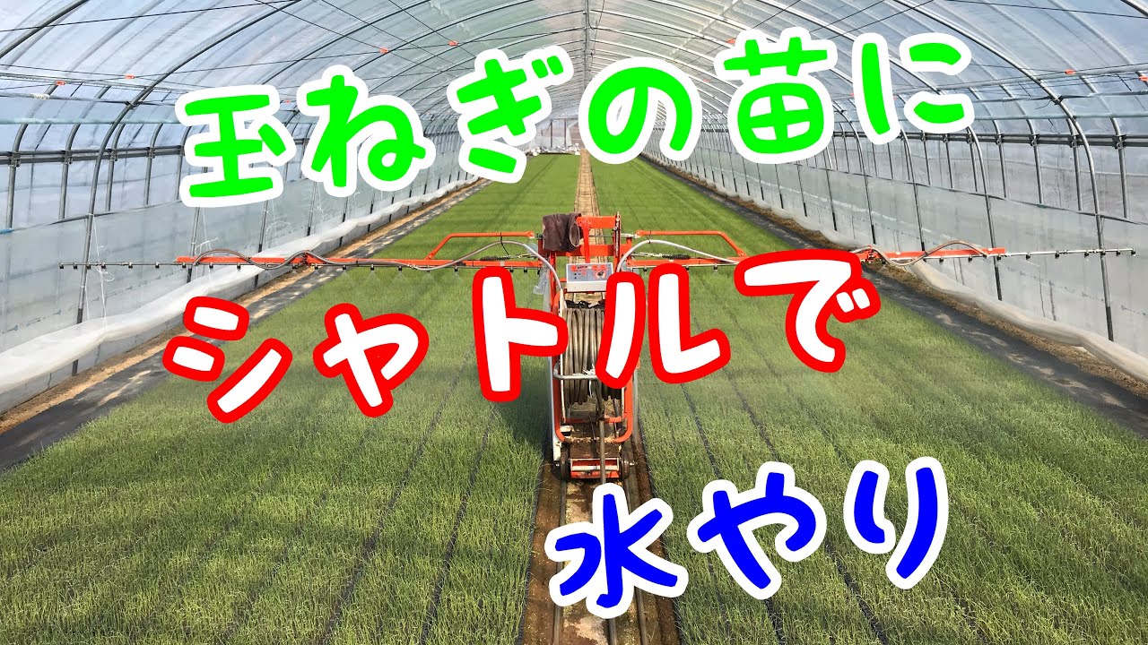 玉ねぎ苗の水やり Youtube