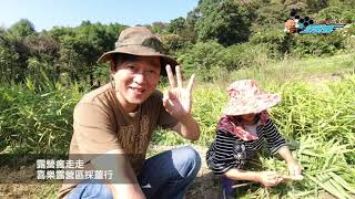 喜樂露營區 採薑行