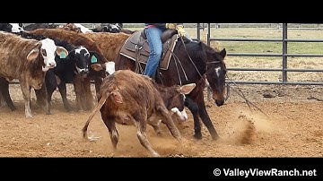 Boy Named Betsy***For info, price, etc., go to our website*** ValleyViewRanch.net