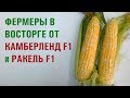 Обзор кукурузы КАМБЕРЛЕНД F1 и РАКЕЛЬ F1 - ФЕРМЕРЫ В ВОСТОРГЕ ✨
