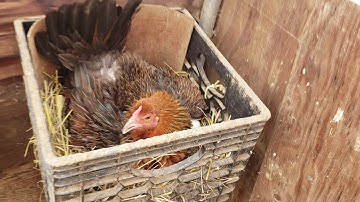 Qaib Hmong Los Tsau Part 1