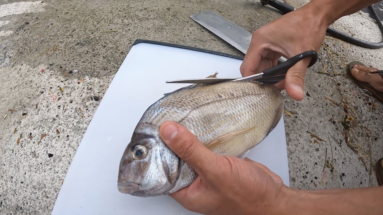 Cleanded Fish The Most Basic Way to Clean a Fish - YouTube