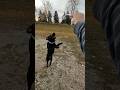 Our jumping Bean #dogtraining #doglover #labradorretriever #jumpingdog #happydog