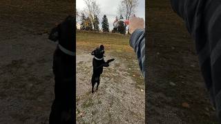 Our jumping Bean #dogtraining #doglover #labradorretriever #jumpingdog #happydog
