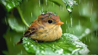Download Lagu Calming Sound of Rain and Birds Chirping ~ Restore Your Mind and Body, Relieve Anxiety and Stress 🌧️ MP3