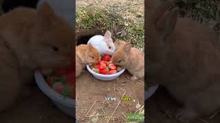 Top 5 Cutest Pets in the World 🐾 You Won’t Believe #1 #animalfacts #wildlife #shorts