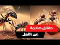 حقائق مثيرة عن أغرب الكائنات على كوكب الأرض معلومات عن النمل 