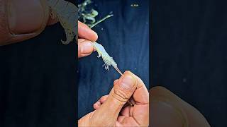 Whole Shrimp Rig: The Ultimate Big Game Bait Hack #gtknot #fishing #diy