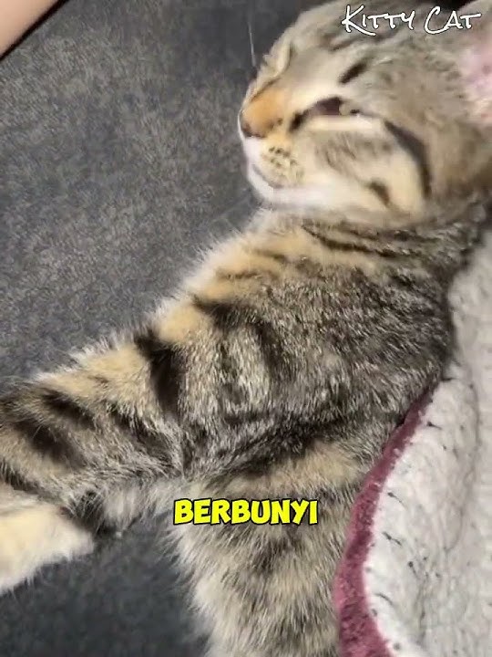 Beginilah Reaksi Kucing Mujair Ketika Mesin Makan Otomatis Berbunyi #viral #kucing #shorts #lucu