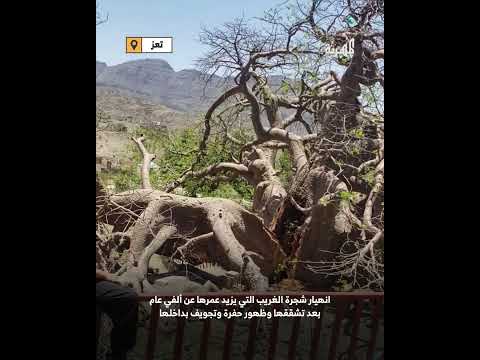 شاهد كيف انقسمت شجرة الغريب بتعز في حادثة أثارت الصدمة والتساؤلات