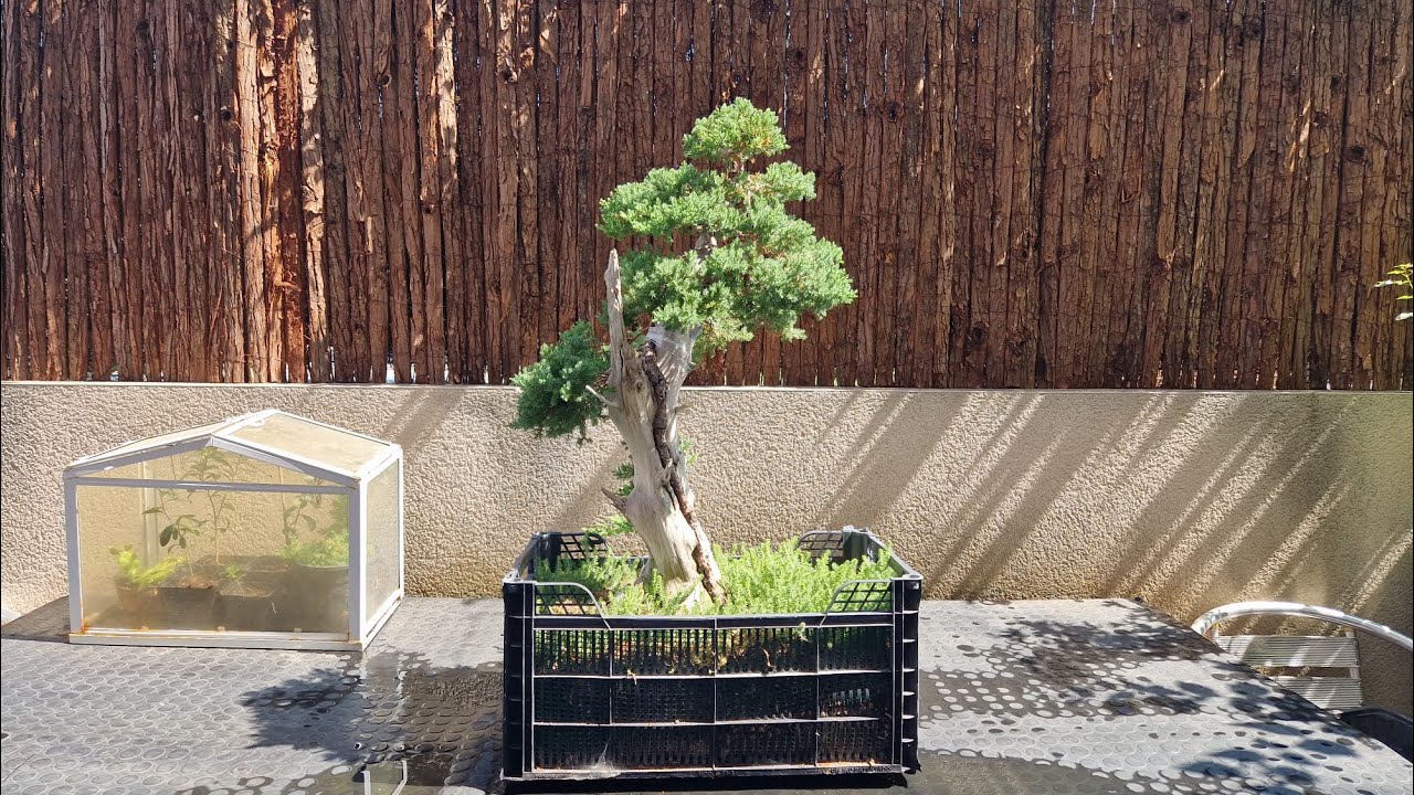 Prebonsai de tanuki de sonare sobre tocon de tejo a 23 de agosto de 2025