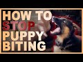 How to Easily Teach Your Puppy To STOP Biting You.