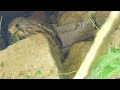 032- Un lézard vert au menu 
